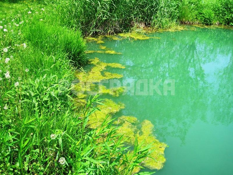 Зеленая вода в озере. Эвтрофикация озер. Хлорелла для пруда. Цианобактерии эвтрофикация. Эвтрофикация рек.