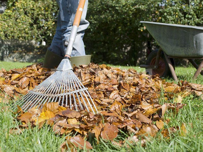 Как использовать листву с деревьев для огородных целей